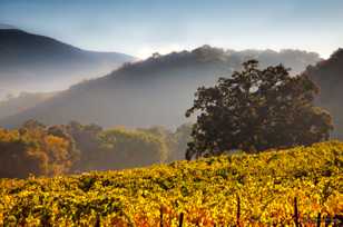 Morning Mists-4875.jpg Morning Mists-4875.jpg